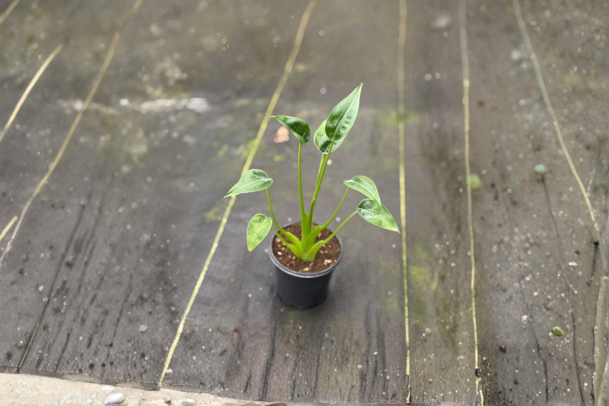 Alocasia Tiny Dancer Live Plant – Rooted Tropical Houseplant for Indoor Decor, Compact Foliage, Unique Green Leaves, Starter Plant