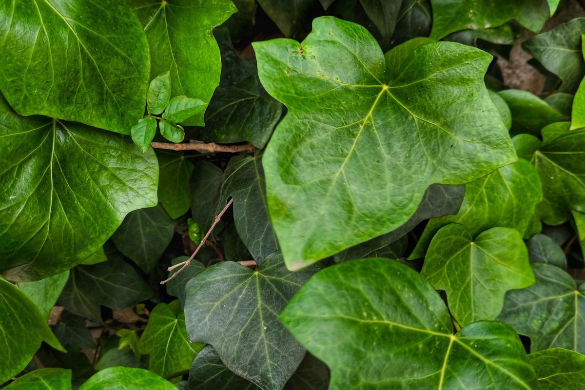 25 Rooted English Ivy Plants Hedera helix Evergreen Vine Groundcover Container Planting