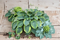 Hosta ‘Terms of Endearment’ 3-Inch Pot Variegated Shade Perennial Green Yellow Foliage