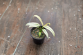 Epipremnum Amplissimum Albo Live Plant Cutting, Variegated Pothos, Indoor Climbing Vine, 3-Inch Pot, Tropical Foliage