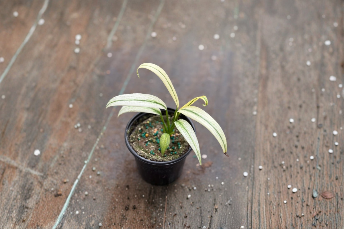 Epipremnum Amplissimum Albo Live Plant Cutting, Variegated Pothos, Indoor Climbing Vine, 3-Inch Pot, Tropical Foliage