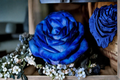 Hampton Blue Rose Seeds - Rare Blue Flowering Bush Seeds for Garden, Landscaping & Container Planting - Rosa spp.