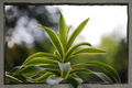 Dracaena 'Tornado' Houseplant – 4-Inch Pot – Curly Green Foliage – Dracaena fragrans 'Tornado' Indoor Plant