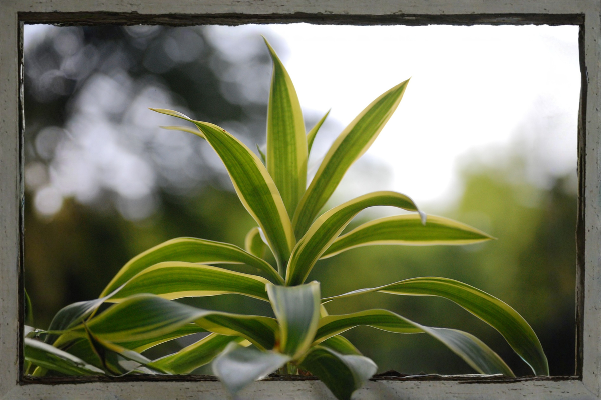 Dracaena 'Tornado' Houseplant – 4-Inch Pot – Curly Green Foliage – Dracaena fragrans 'Tornado' Indoor Plant