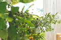 Allspice Live Plant – 3-4 ft Pimenta dioica Tropical Evergreen Tree for Patio Garden, Culinary Herb, Container Plant