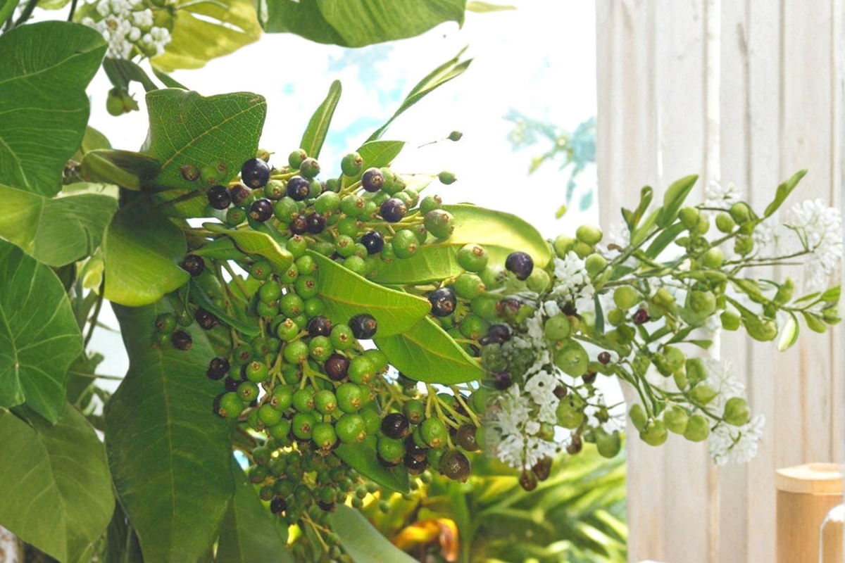 Allspice Live Plant – 3-4 ft Pimenta dioica Tropical Evergreen Tree for Patio Garden, Culinary Herb, Container Plant
