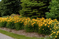 Stella de Oro Daylily Bare Root Plants Set of 3, Yellow Reblooming Perennial Garden Flowers, Hemerocallis