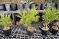 Caboose White Pine Live Plant 12 Inch Dwarf Evergreen Conifer in 1-Gallon Pot Pinus strobus