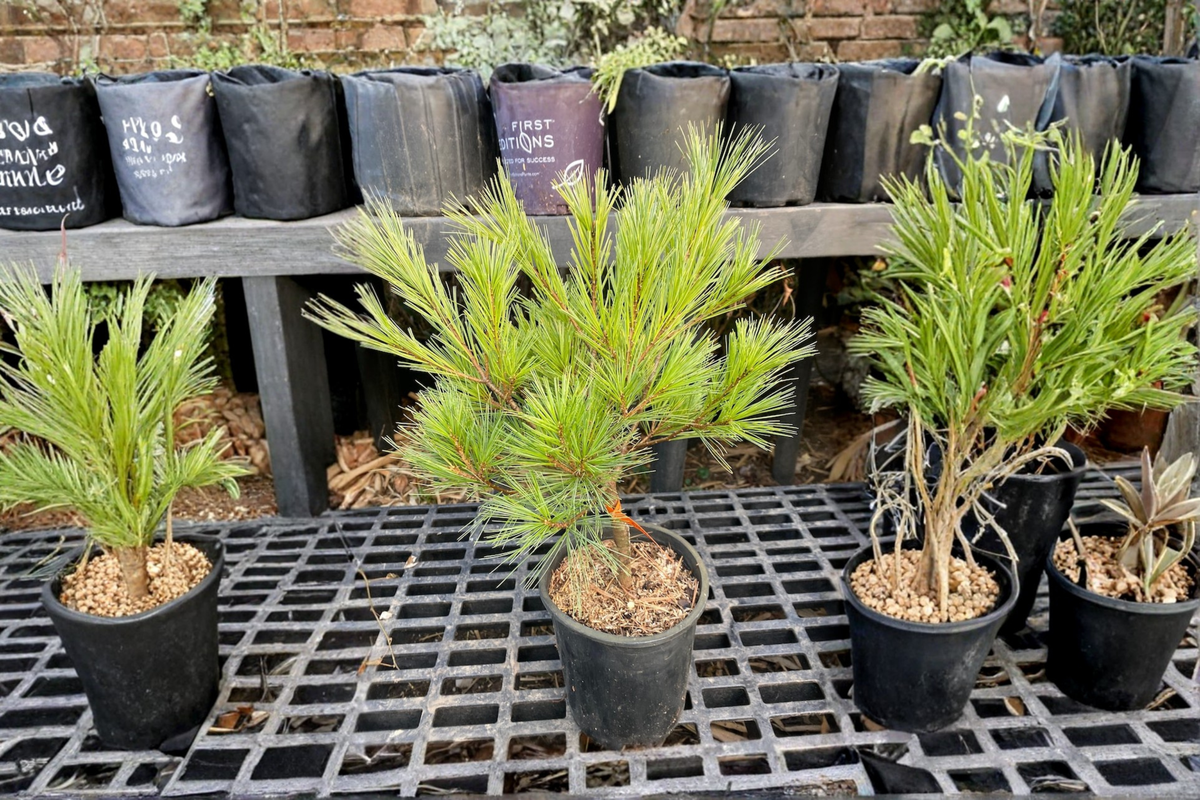 Caboose White Pine Live Plant 12 Inch Dwarf Evergreen Conifer in 1-Gallon Pot Pinus strobus