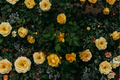 Yellow Mini Rose Live Plant – Rooted Flowering Shrub for Containers & Garden – Rosa spp.