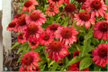 Artisan Red Ombre Coneflower Live Plants 3 Rooted Starters in 1 Qt Pots, Echinacea 'Artisan Red Ombre' Perennial Flower