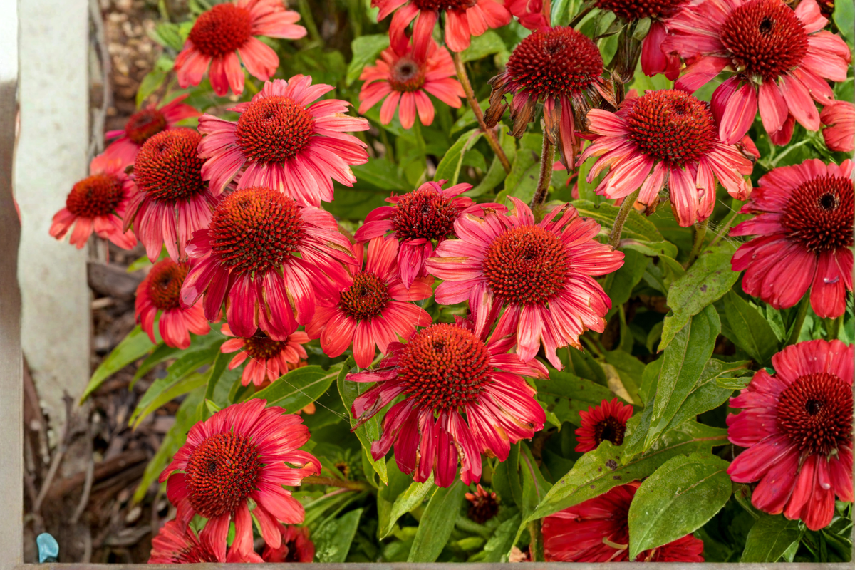 Artisan Red Ombre Coneflower Live Plants 3 Rooted Starters in 1 Qt Pots, Echinacea 'Artisan Red Ombre' Perennial Flower