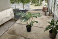 Monstera Thai Constellation Live Plant, 8-Inch Variegated Monstera deliciosa ‘Thai Constellation’ Tropical Houseplant