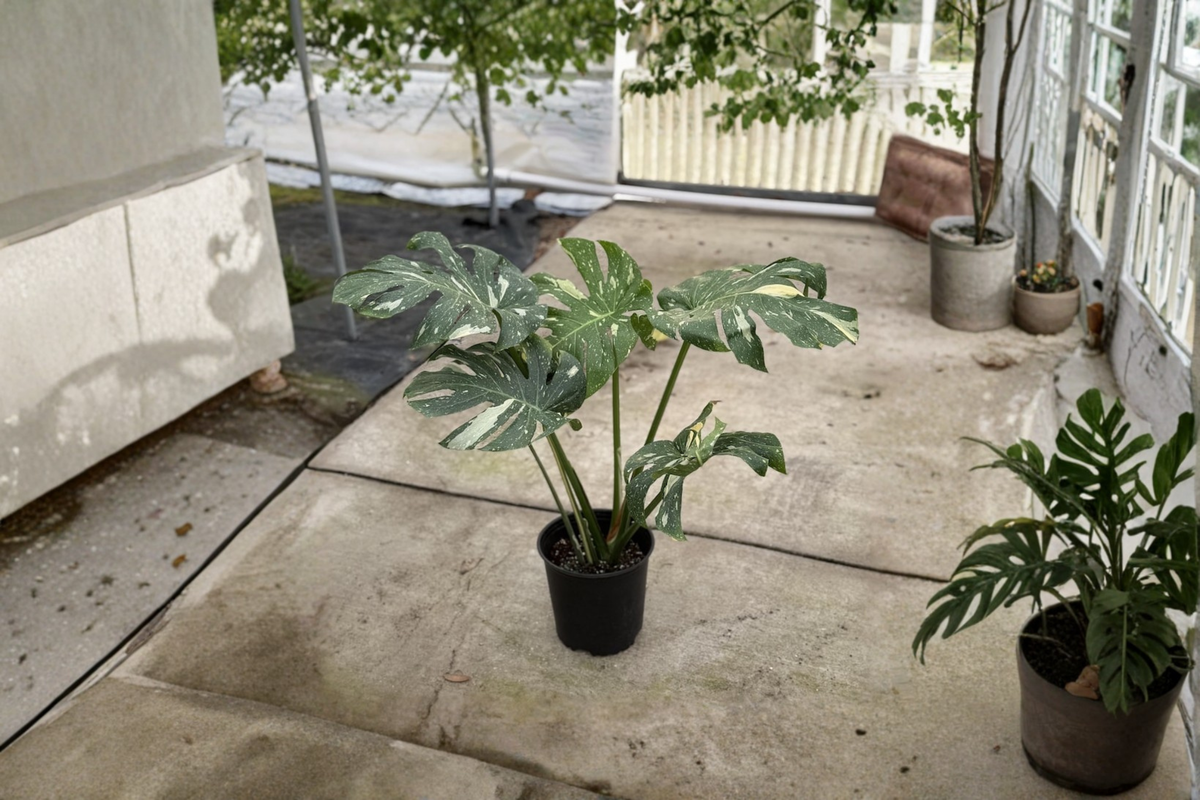 Monstera Thai Constellation Live Plant, 8-Inch Variegated Monstera deliciosa ‘Thai Constellation’ Tropical Houseplant