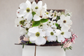 Cherokee Princess Dogwood Live Tree 1 Gallon Pot - Cornus florida White Flowering Ornamental Spring Garden Tree