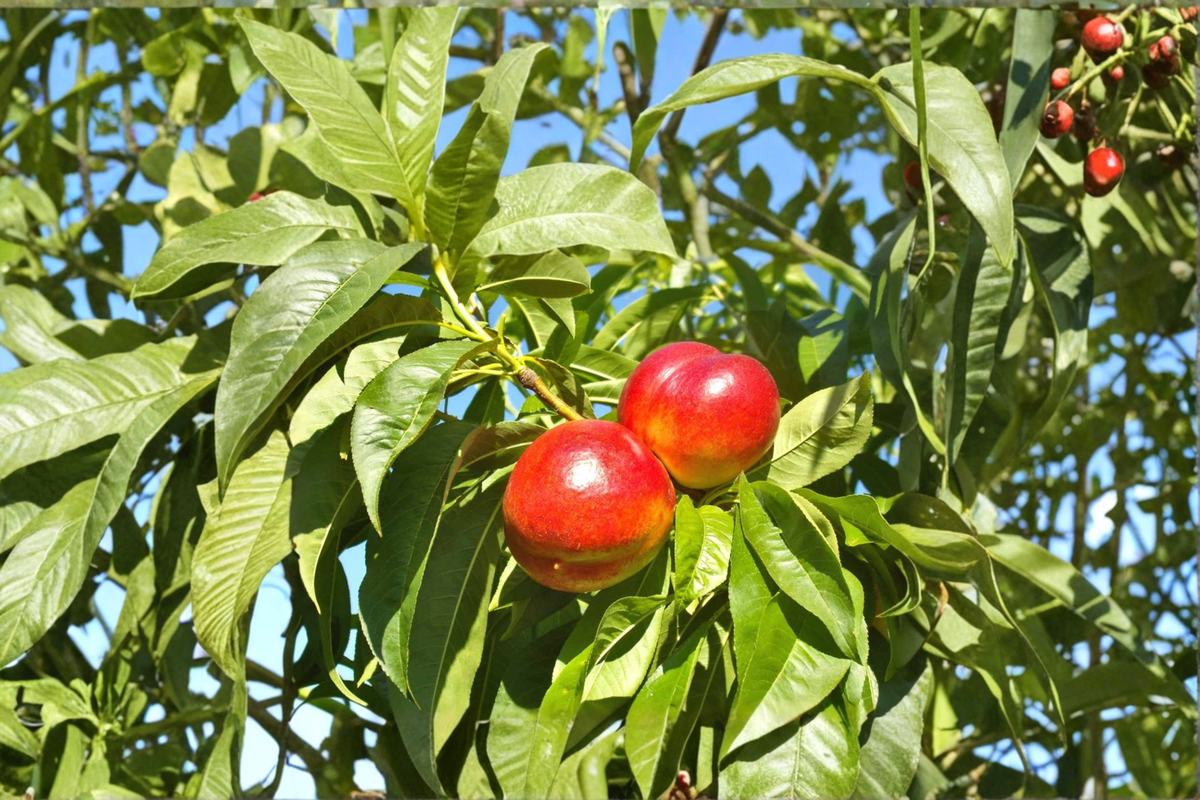 Eastern Glo Nectarine Tree 4-6 Ft Live Plant – Sweet Fruit Tree, Prunus persica for Backyard Orchard Garden