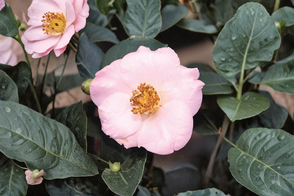 Fall Blooming Camellia ‘Autumn Mist’ Live Plant – Camellia sasanqua Pink White Evergreen Shrub 1 Gallon Pot