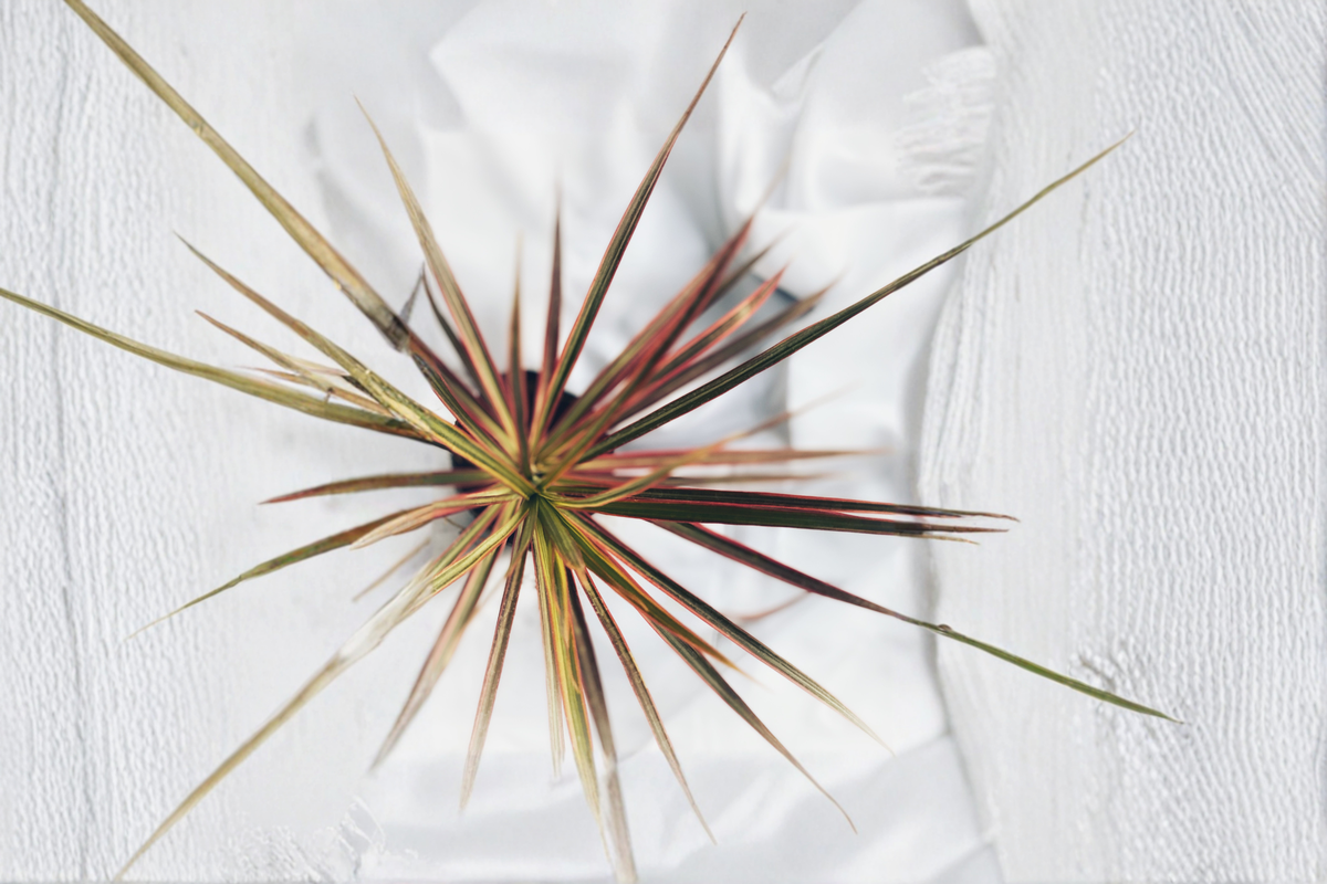 Dracaena marginata Live Plant – 1 Ft Tall Indoor Houseplant Tropical Foliage, Container Friendly