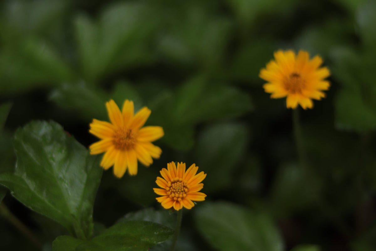 Creeping Daisy Live Rooted Plant with 5 Cuttings - Yellow Flowering Perennial Groundcover - Sphagneticola trilobata