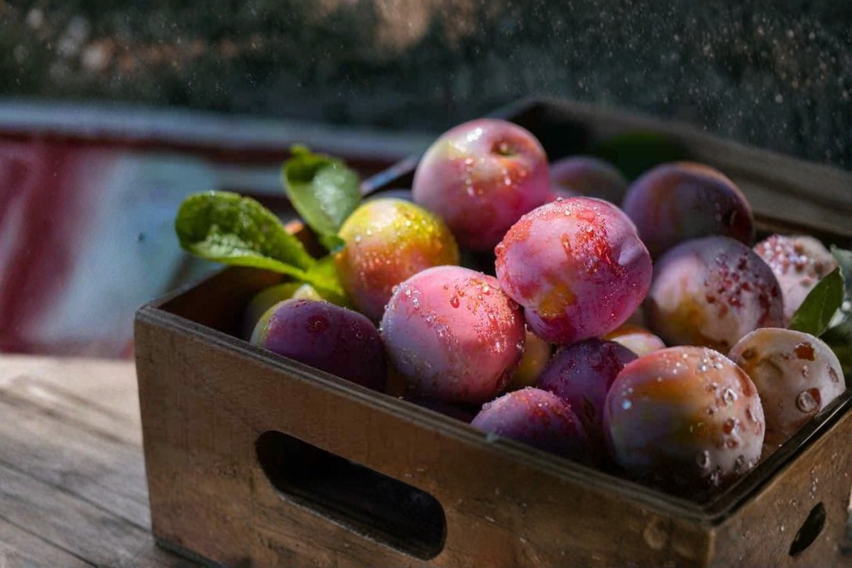Methley Plum Tree Live Fruit Tree Grafted Prunus salicina 'Methley' for Backyard Orchard and Edible Landscape