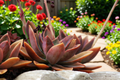 Graptoveria Fred Ives Succulent Cutting – 6–7 Inch Pink Lavender Bronze Hybrid Unrooted Plant
