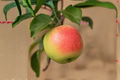 Jumbo Apple Tree Seeds 10 Pack - Open Pollinated Malus domestica for Backyard Orchard & Garden Planting