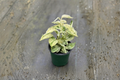 Scindapsus Marble Queen Live Plant, 4 Inch Pot, Trailing Satin Pothos, Indoor Houseplant, Tropical Foliage, Easy Care