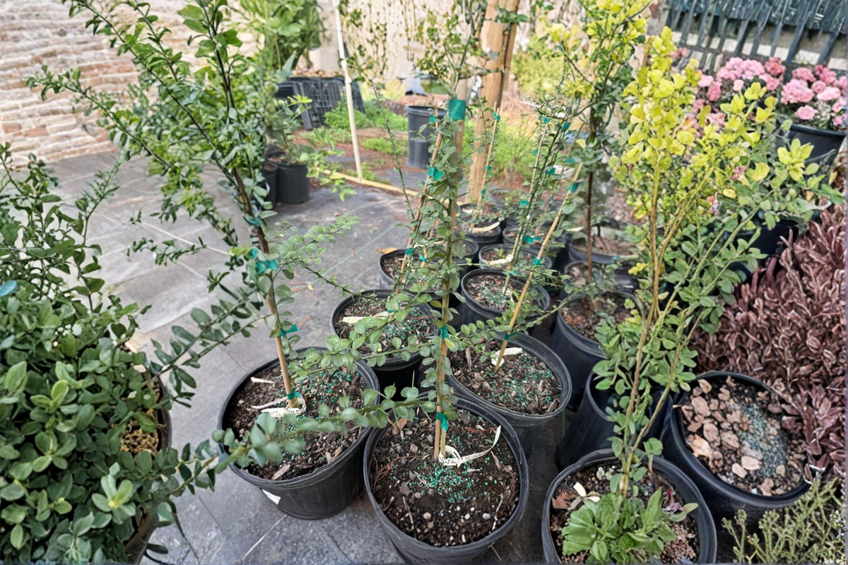 White Finger Lime Tree Grafted 2 ft Citrus australasica KB-37 Live Plant for Patio Garden