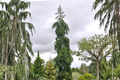 Weeping Nordmann Fir Live Plant 1-Gallon Pot, Cascading Evergreen Conifer, Abies nordmanniana ‘Pendula’