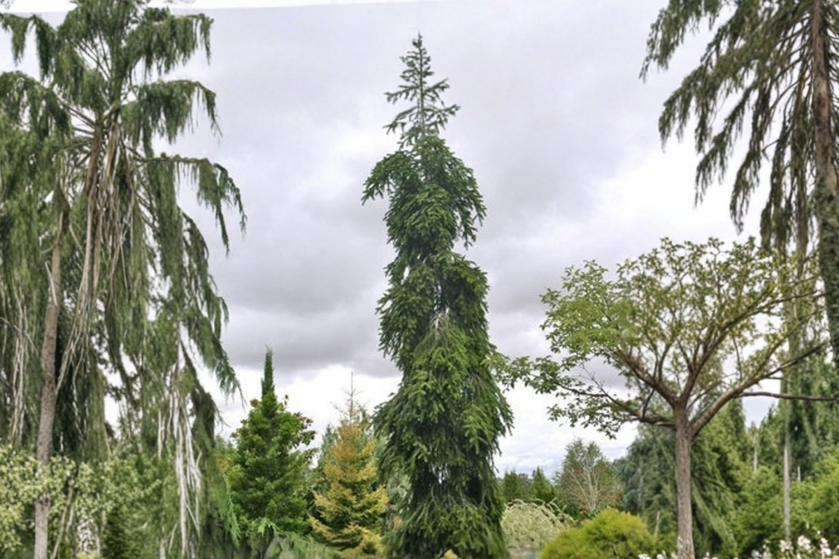 Weeping Nordmann Fir Live Plant 1-Gallon Pot, Cascading Evergreen Conifer, Abies nordmanniana ‘Pendula’