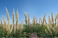 White Pampas Grass Plant 1 Gal – Live Ornamental Grass with White Feathery Plumes for Garden Landscaping