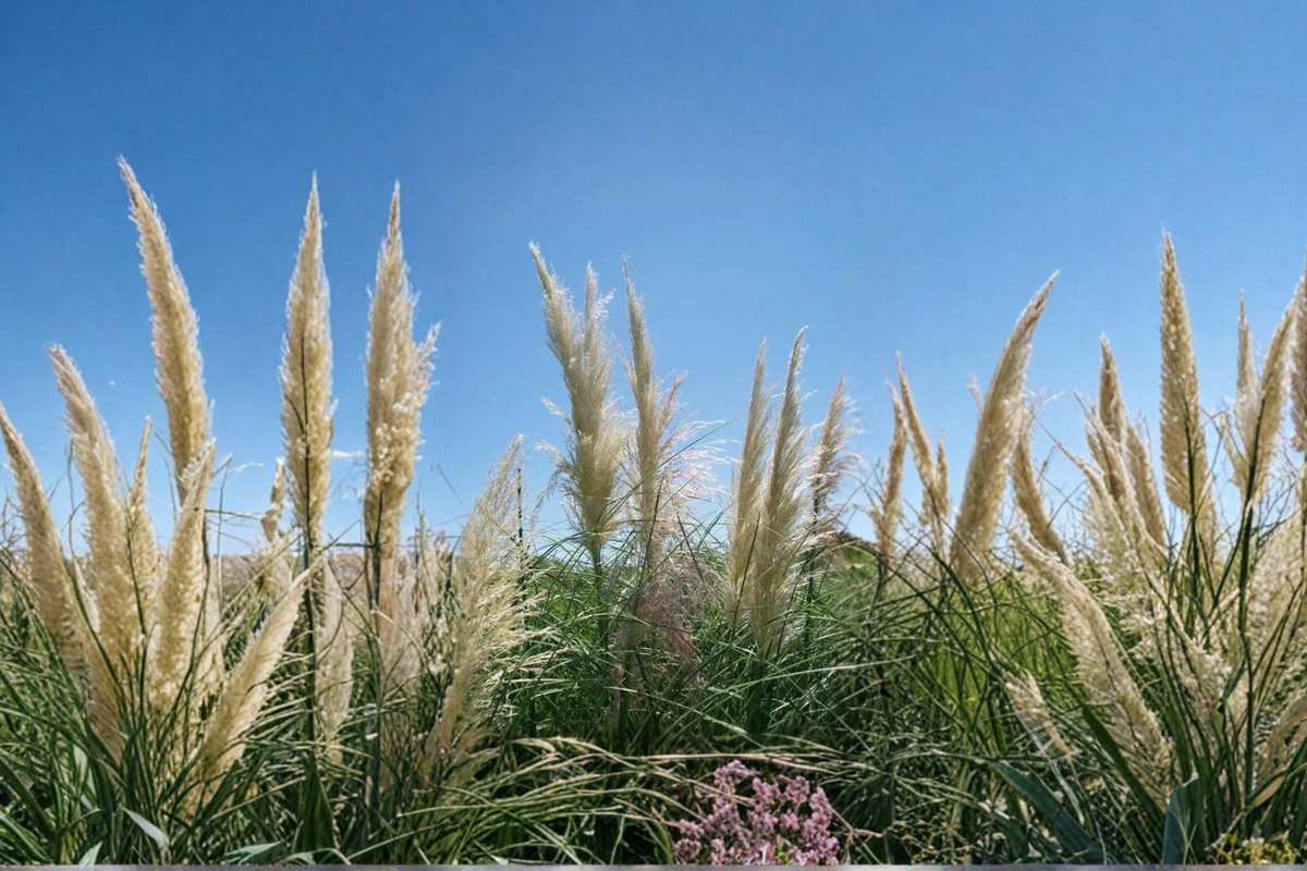 White Pampas Grass Plant 1 Gal – Live Ornamental Grass with White Feathery Plumes for Garden Landscaping