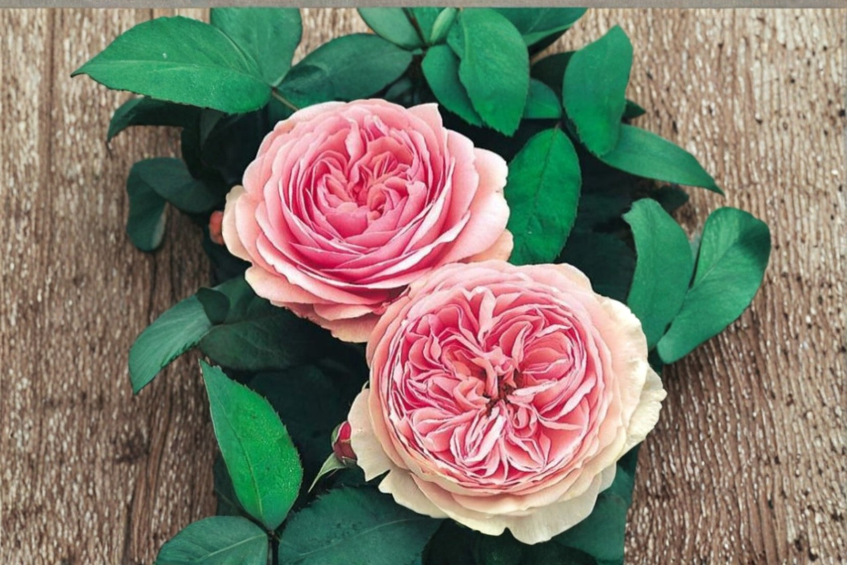 Scented Pink Rose Seeds – English Rose Bush Flower Seeds for Outdoor Garden Planting – Rosa spp.