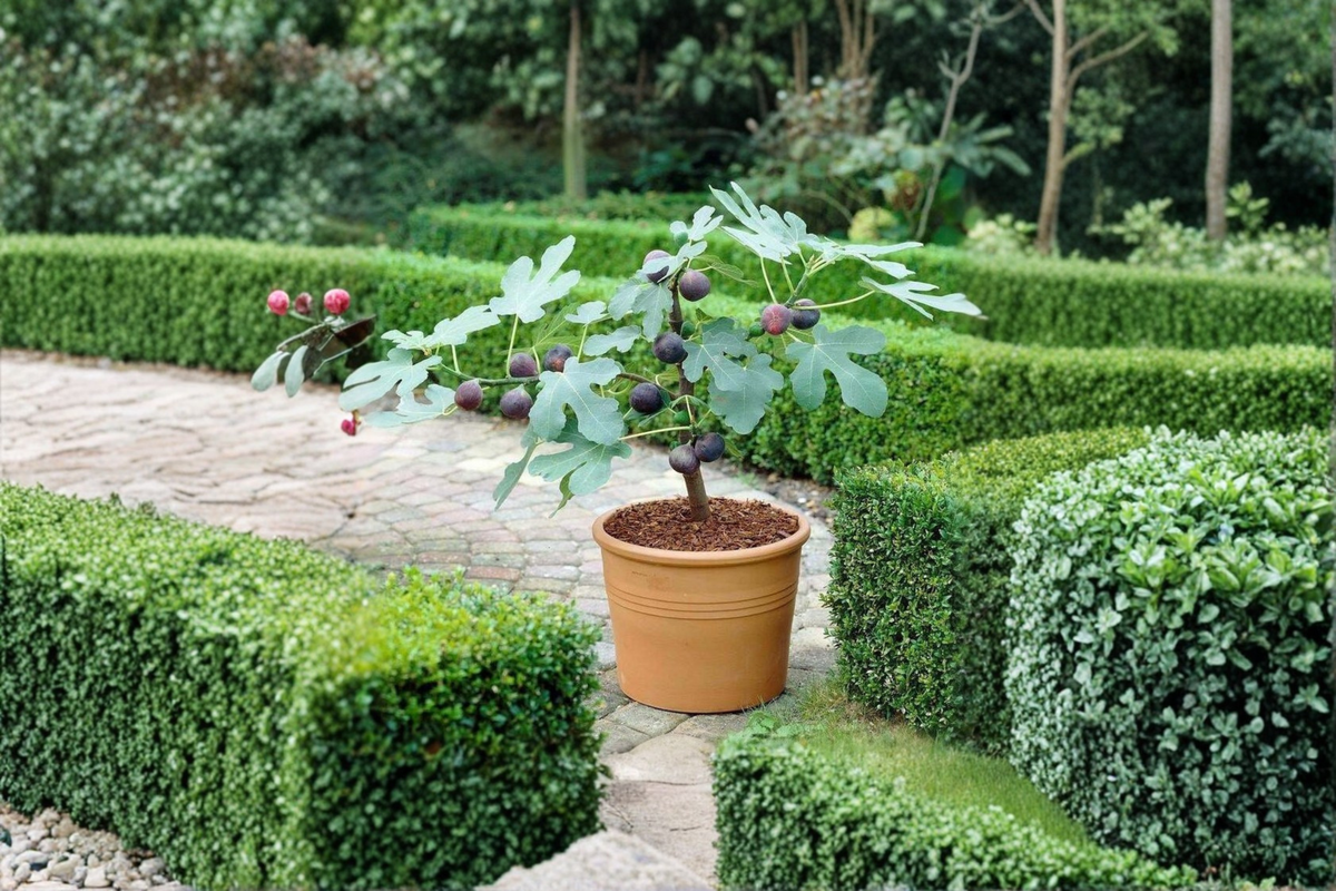 Celeste Fig Cutting - Fresh Heirloom Ficus carica 'Celeste' Propagation Plant Rooting Cutting