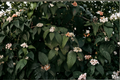 Mary Milton Viburnum Live Plant in 3.5 Inch Pot – Japanese Snowball Viburnum, Ornamental Shrub with Pink and White Flower Clusters