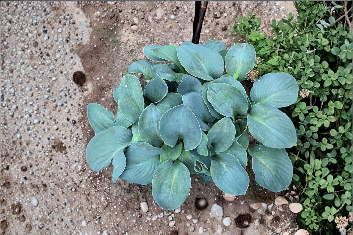Hosta ‘Silver Bullet’ Variegated Shade Perennial 3-Inch Pot Green White Leaf Garden Starter Plant