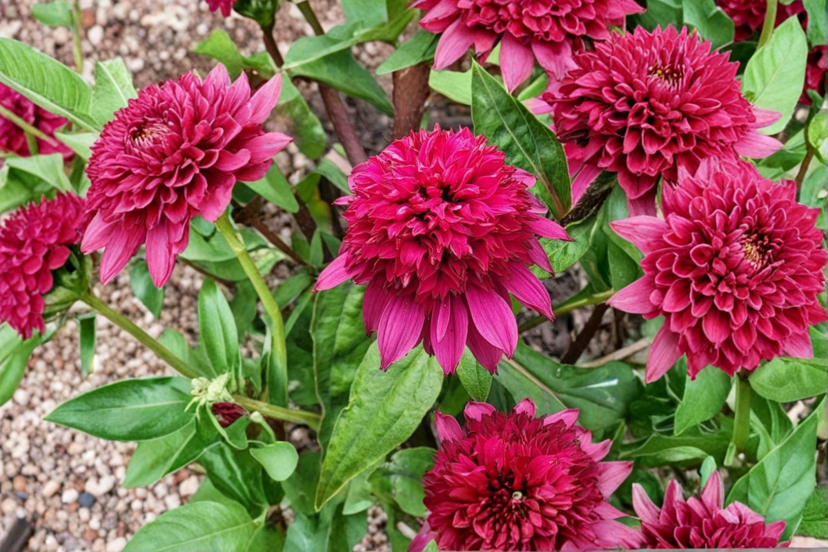 Double Scoop Raspberry Deluxe Coneflower Live Plants - 3 Rooted Starters in 1 Qt Pots, Pink Echinacea, Herbaceous Perennial