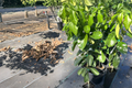 Grafted Pomelo Grapefruit Tree - 3ft Tall White Citrus Fruit Tree for Backyard Garden or Container Growing