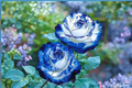 Rare Blue and White English Rose Seeds - 30 Flowering Shrub Seeds for Garden, Landscape & Outdoor Planting Rosa spp.