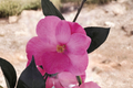 Japanese Camellia ‘Afternoon Delight’ 3 Gallon Live Plant – Pink Flowering Evergreen Shrub for Shade Gardens