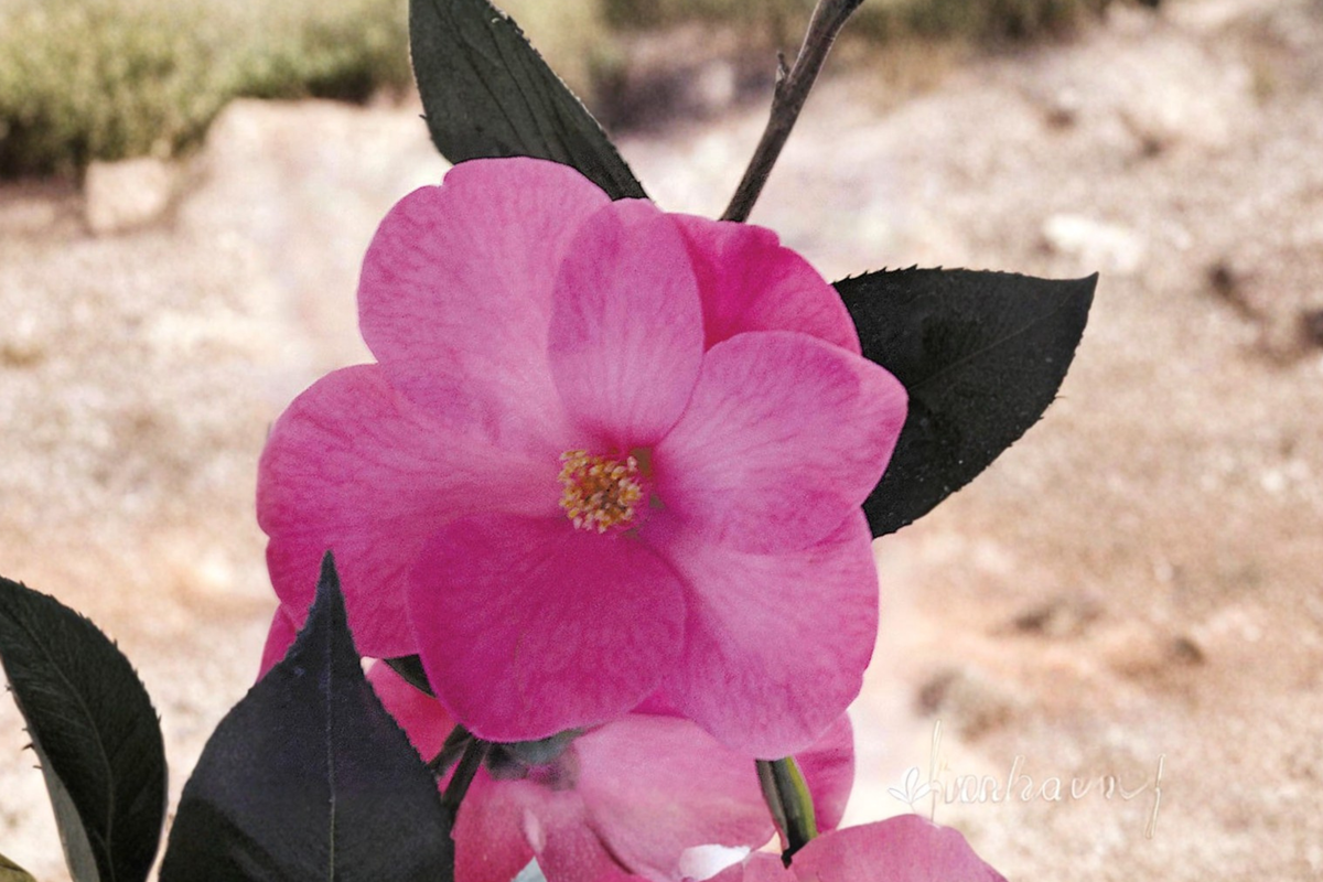 Japanese Camellia ‘Afternoon Delight’ 3 Gallon Live Plant – Pink Flowering Evergreen Shrub for Shade Gardens