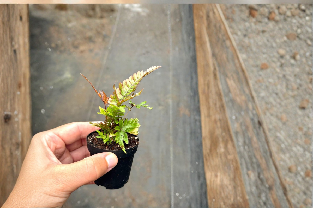 Live Maidenhair Fern, Blue Oil Fern, Autumn Fern Starter Plant in 2 Inch Pot, Indoor Tropical Houseplant