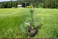 Hillside Creeper Scots Pine Live Plant 1 Gallon Pot – Pinus sylvestris Low-Growing Evergreen Groundcover for Rock Gardens