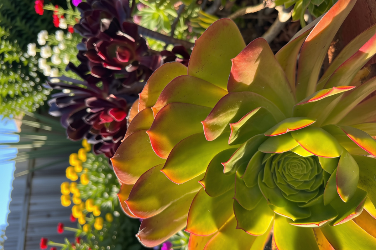 Aeonium 'Cream Tea' Live Cutting – 2 Inch Variegated Succulent with Cream, Green & Blush Foliage, Rare Rosette Plant, Propagation Ready