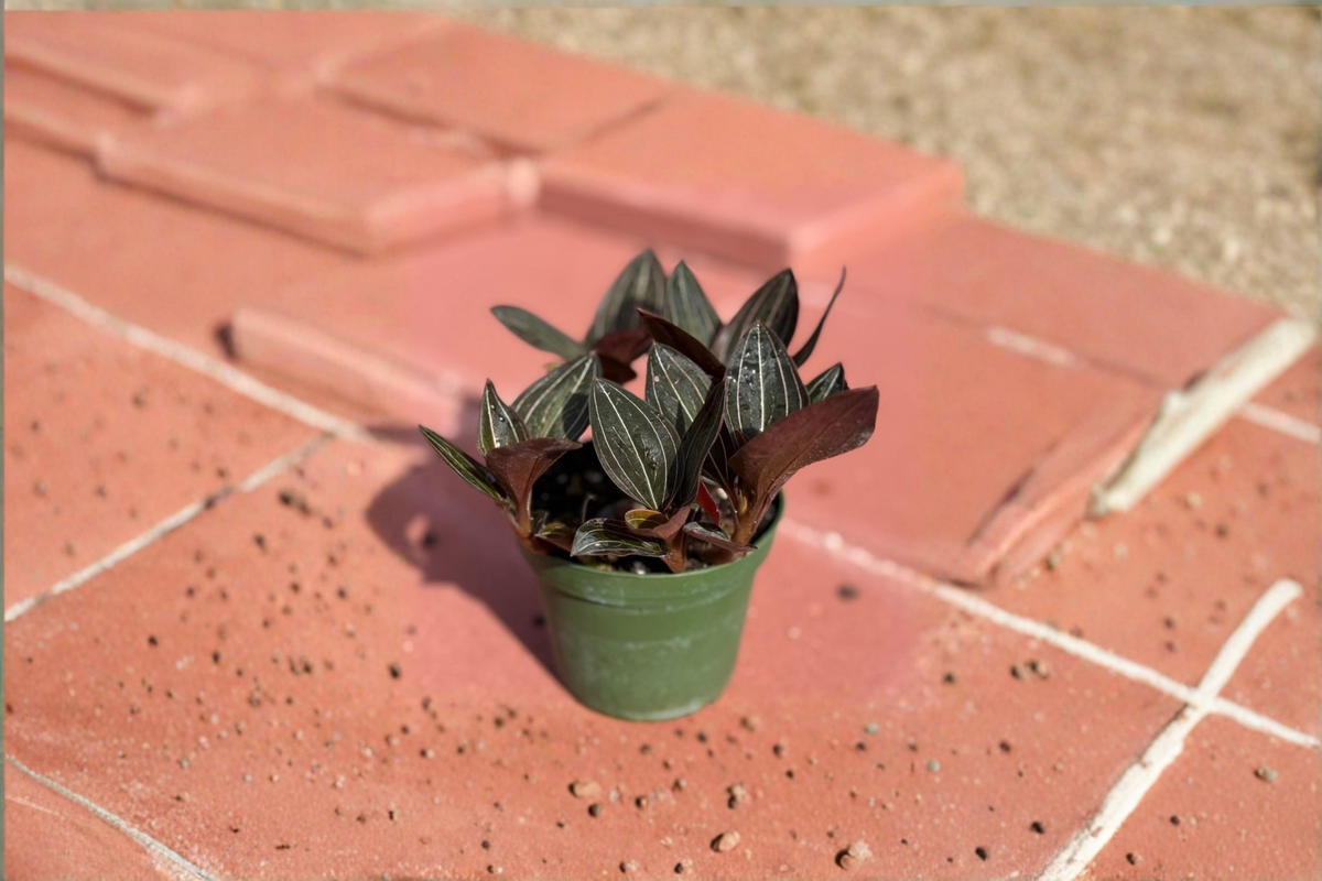 Jewel Orchid Live Plant Ludisia discolor 4-inch Tropical Houseplant for Indoor Décor and Terrariums