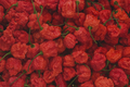 Carolina Reaper Pepper Plants – Lot of 3 – 75+ Day Old Capsicum chinense Live Starter Plants for Garden, Container, or Raised Bed