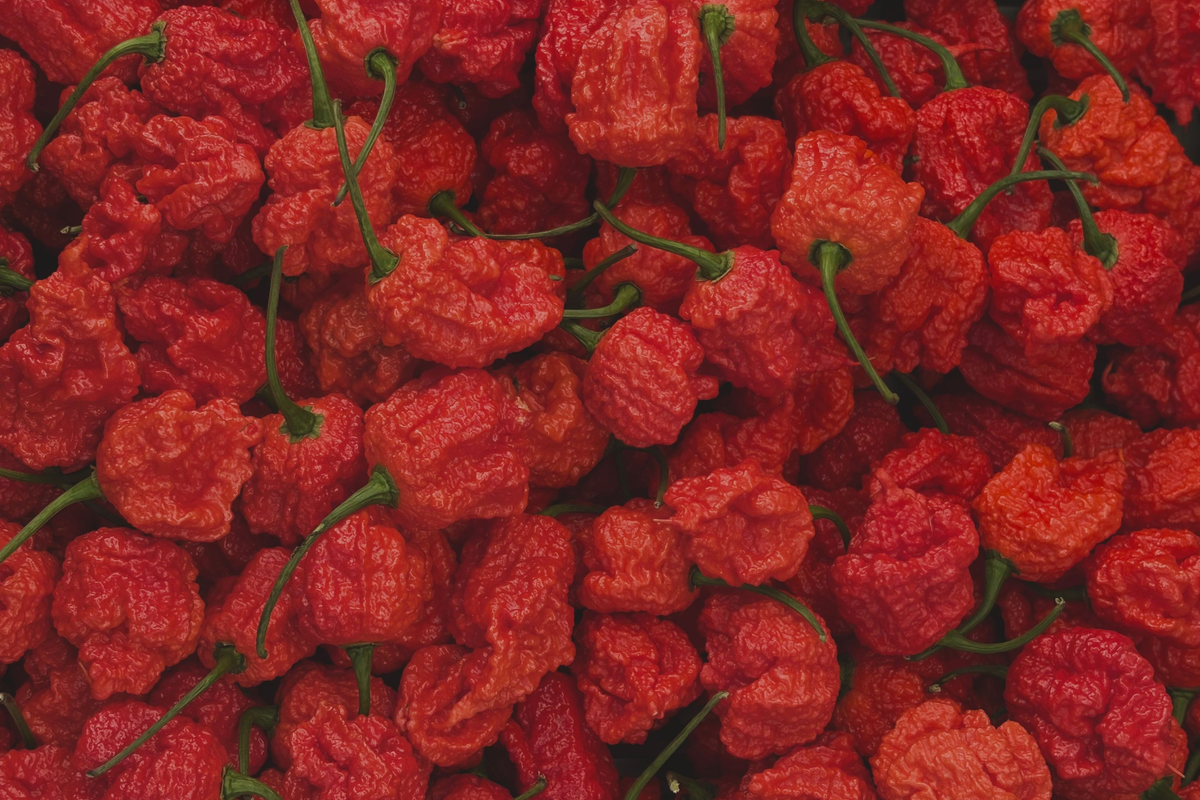 Carolina Reaper Pepper Plants – Lot of 3 – 75+ Day Old Capsicum chinense Live Starter Plants for Garden, Container, or Raised Bed