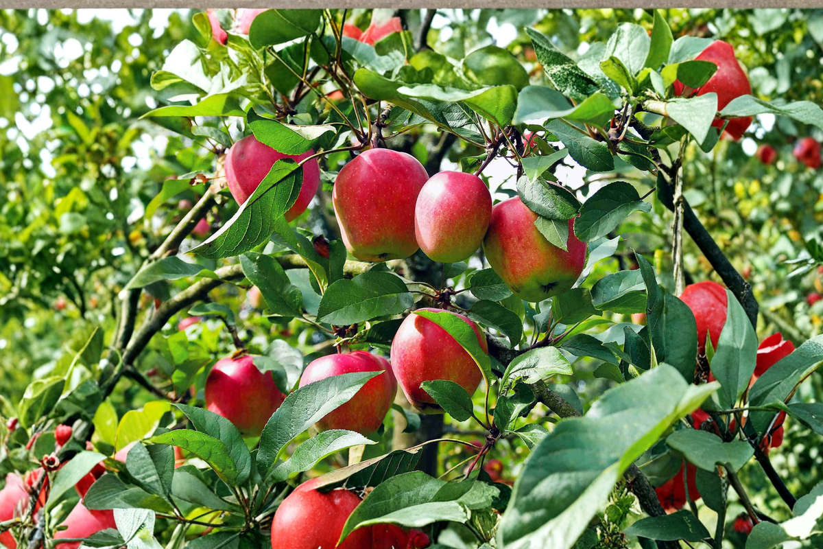 Anna Apple Tree Live Fruit Tree, Self-Pollinating, Tall Established, Malus domestica 'Anna' for Home Garden