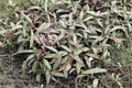 Hoya Sigillatis Live Plant, Trailing Indoor Houseplant in 4 Inch Pot, Silver Speckled Foliage, Tropical Climbing Vine