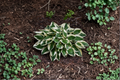 Hosta Patriot 3-Inch Pot Variegated Shade Perennial Green White Foliage Garden Plant